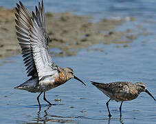 Curlew Sandpiper