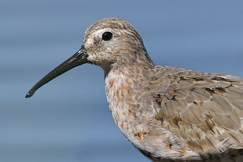 Curlew Sandpiperadult post breeding