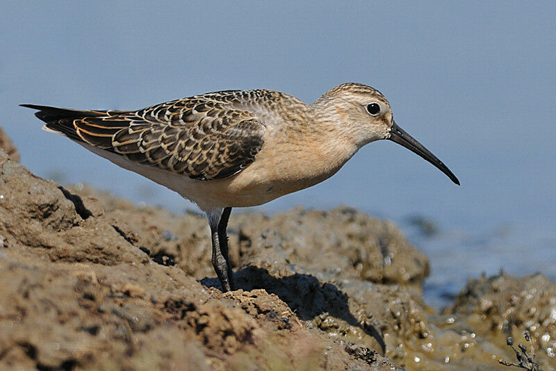 Curlew Sandpiperadult post breeding