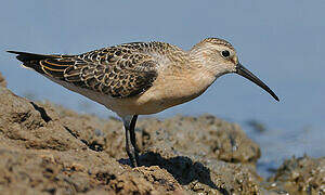 Curlew Sandpiper