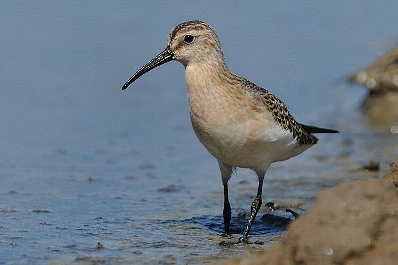 Curlew Sandpiperadult post breeding