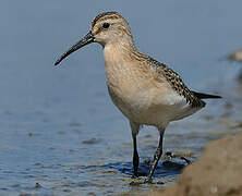 Curlew Sandpiper