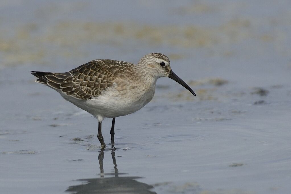 Curlew Sandpiperimmature, identification