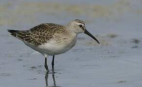 Curlew Sandpiper