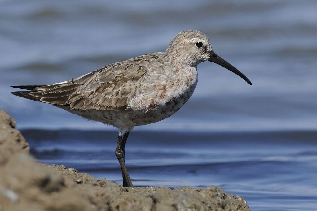 Curlew Sandpiperadult post breeding