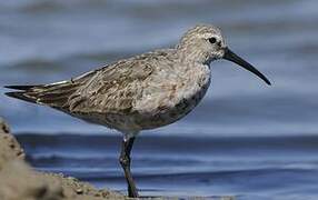 Curlew Sandpiper