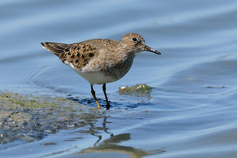 Temminck's Stintadult breeding