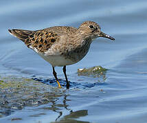 Temminck's Stint