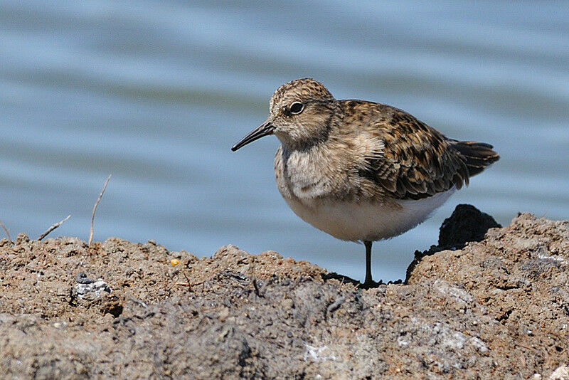 Temminck's Stintadult breeding