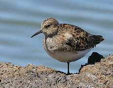 Temminck's Stint