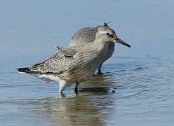 Red Knot