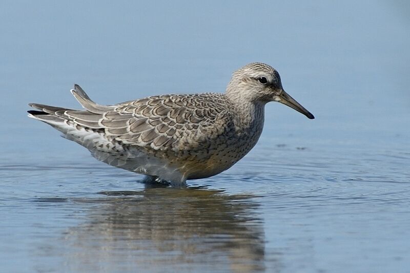 Bécasseau maubècheimmature