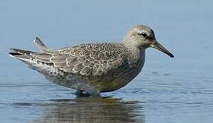 Red Knot