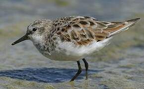 Little Stint