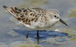 Little Stint