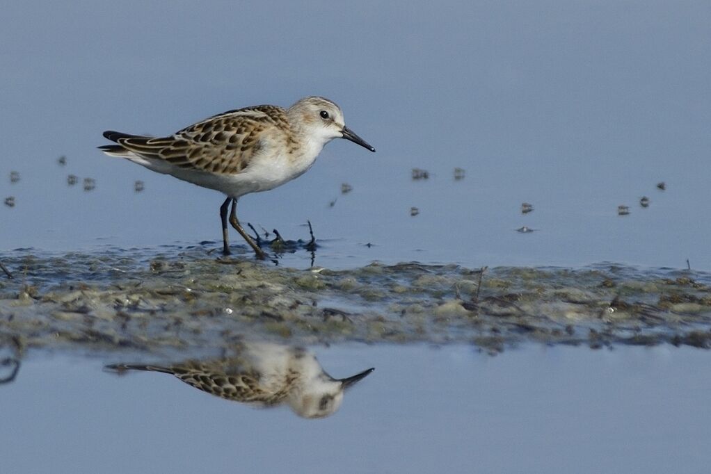 Bécasseau minuteimmature, identification