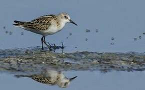 Little Stint