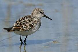 Little Stint