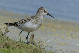 Little Stint