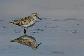 Little Stint