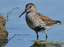 Dunlin