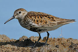 Dunlin