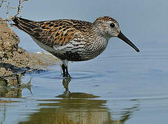 Dunlin