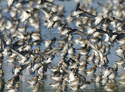 Dunlin