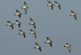 Dunlin