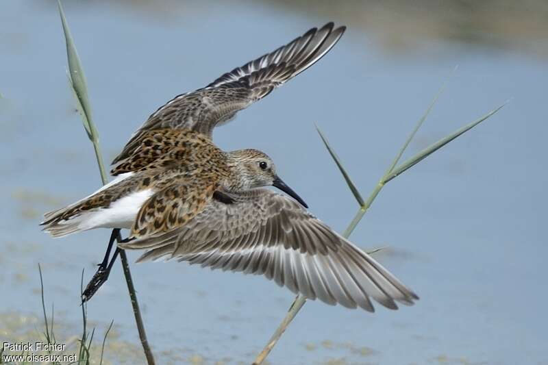 Dunlinadult breeding, pigmentation, Flight