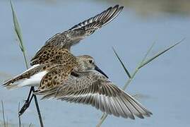 Dunlin