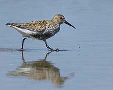 Dunlin