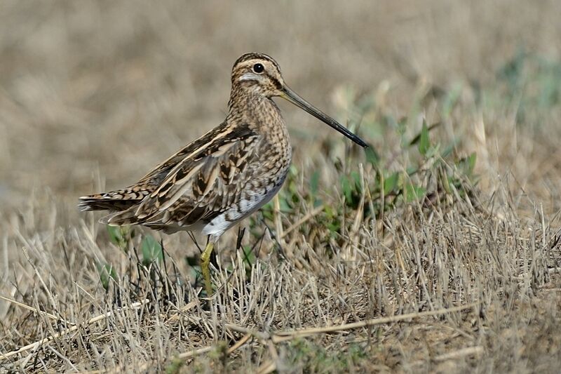 Common Snipeadult