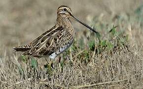 Common Snipe