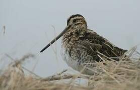 Common Snipe