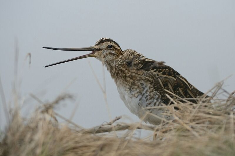 Common Snipeadult