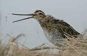 Common Snipe