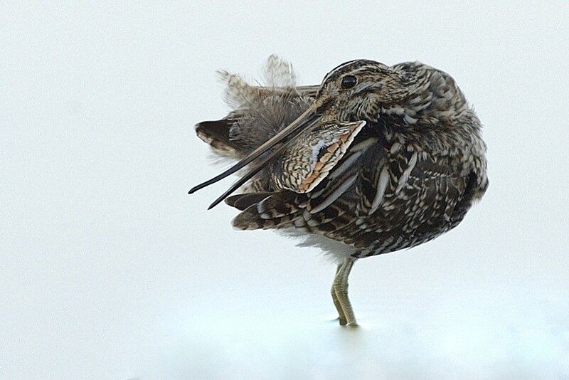 Common Snipeadult