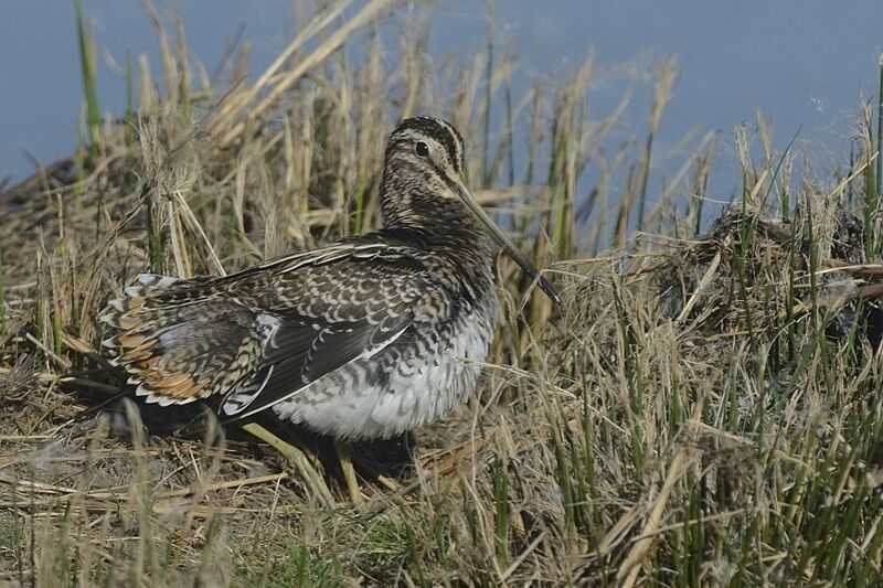 Common Snipeadult post breeding