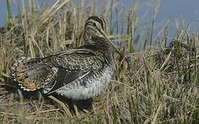 Common Snipe