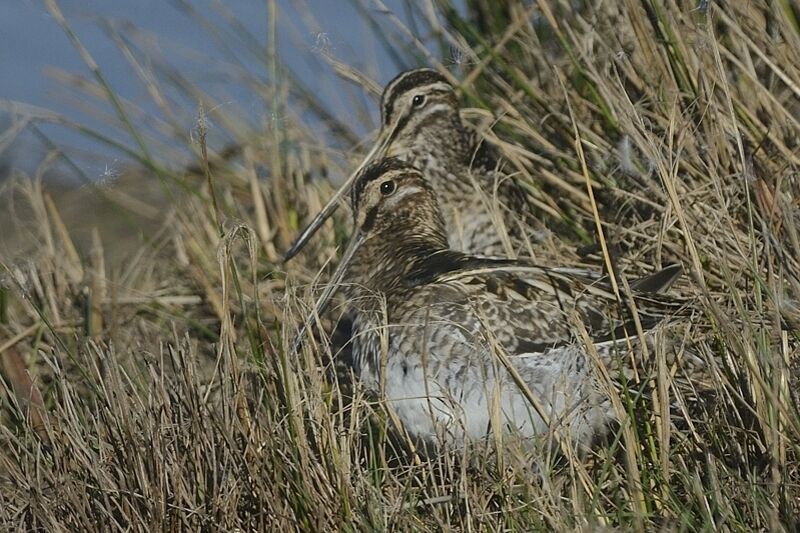 Common Snipeadult post breeding