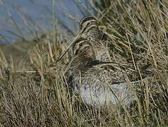 Common Snipe