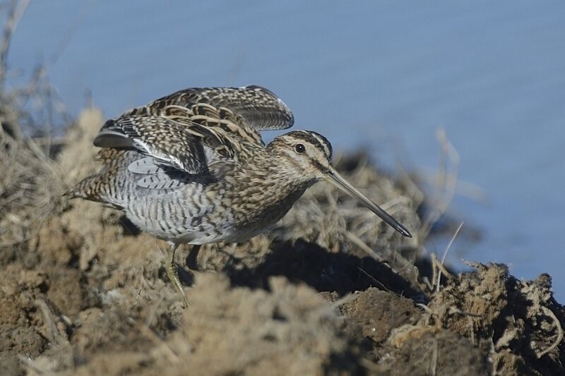 Common Snipeadult post breeding