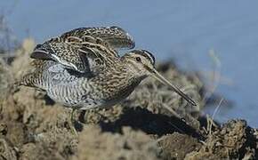 Common Snipe