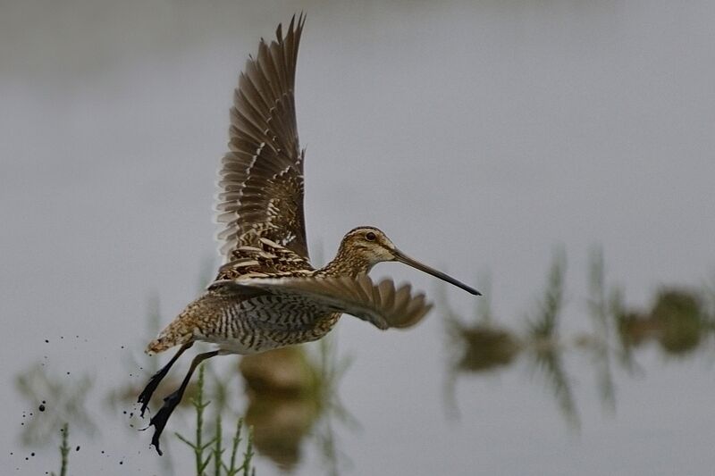 Common Snipeadult breeding