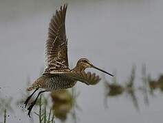 Common Snipe