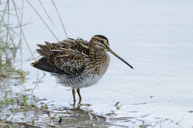 Common Snipeimmature