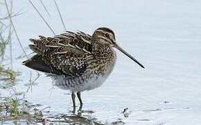 Common Snipe