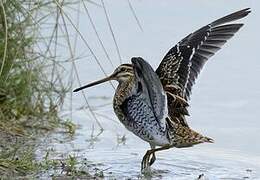 Common Snipe