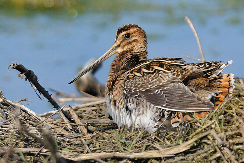 Common Snipeadult